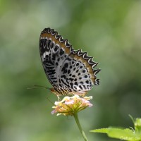 Cethosia nietneri Felder, 1867